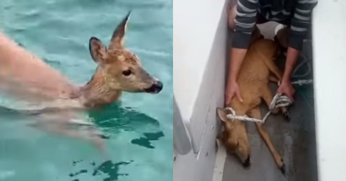  This fisherman is able to save a little deer that appeared in the water