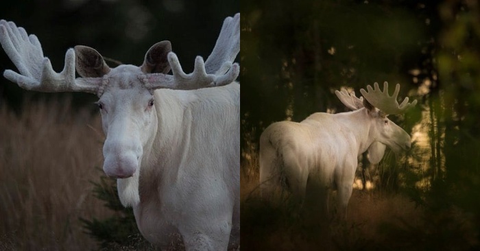  A rare sight: this white moose has been seen in the woods of Sweden