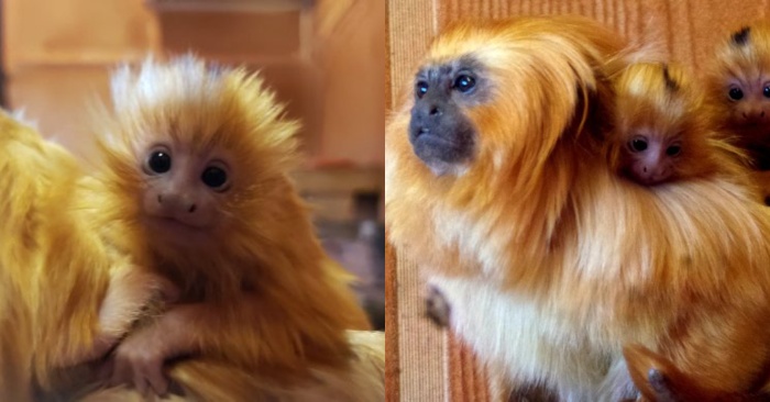  Recently the birth of two golden lion tamarins became a big celebration for the wildlife protectors