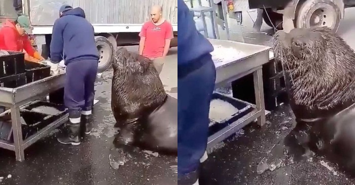  This giant mammal does not hunt fish, but approach fish market to be treated to fish