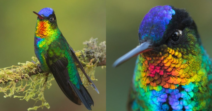  These incredible little hummingbirds have finally been photographed up close