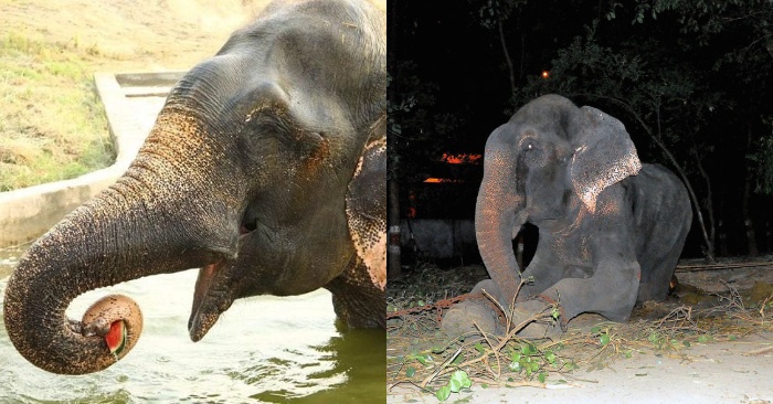  Even this giant animal can cry in front of people who have saved him from suffering