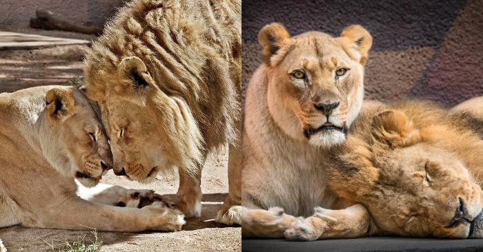  This couple of stunning lions spent even the last seconds together before they died