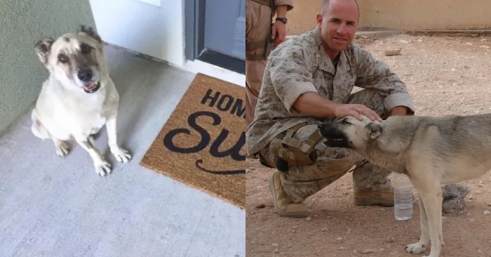  The poor dog has a long way to go to meet the marine who helped him