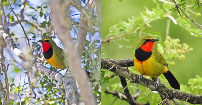 This bird with the brightest colors looks like from a fairy tale