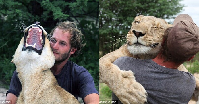  This kind and caring man was able to save the lion and give her a second life