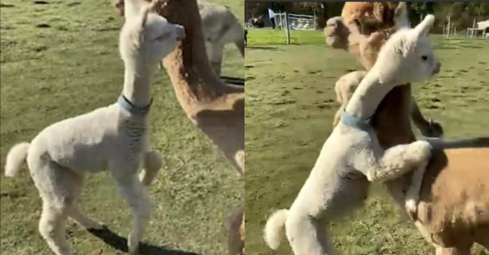  The little alpaca seems to be jealous of the girl, so she is running and hugging her mother