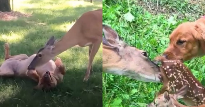  An interesting story: the deer takes her fawns to see the dog every time