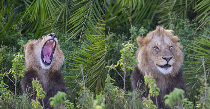  The amazing behavior of a lion: he either growls or smiles at the photographer