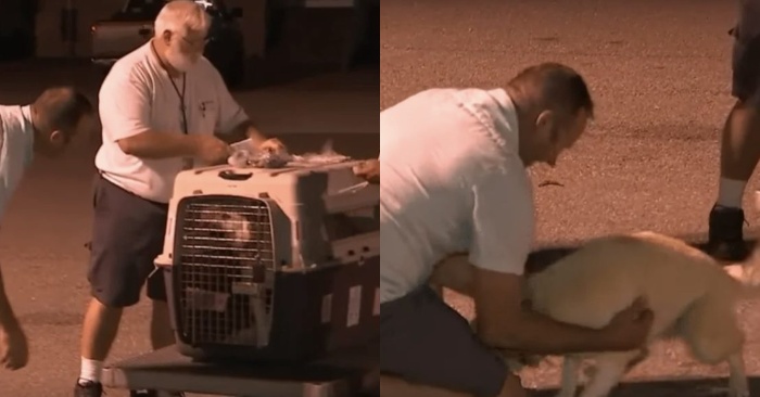  Only a year later, the dog rescued by the soldier is with him again