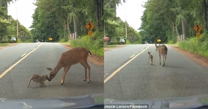  Maternal care: mother deer helps her fawn get off the street to avoid being hit by a car