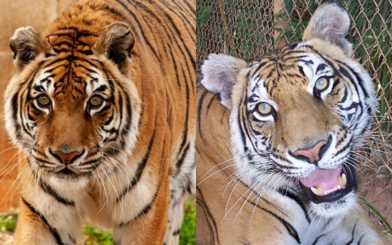  This is the only Bengal tiger in the world who will soon be 26 years old