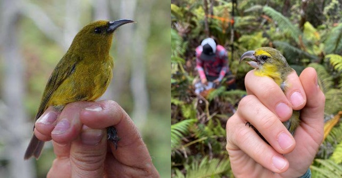  The endangered bird was found alive during a volcanic eruption in Hawaii