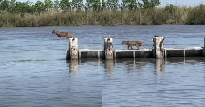  The group of fishermen were surprised։ they had never seen such a shocking jump of  Bobcat