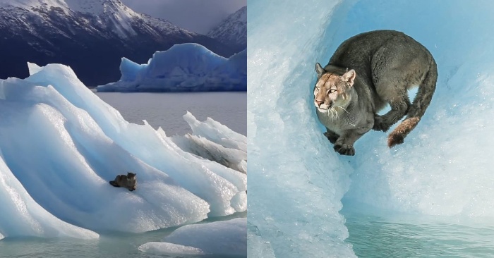  How interesting to watch a cougar trying to adapt to an iceberg