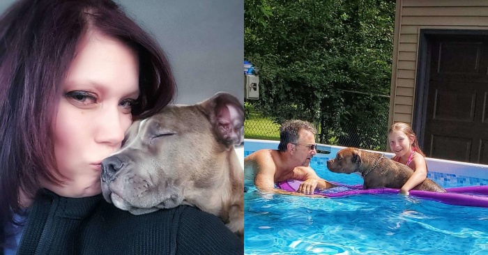  A man dedicates a love song to a rescued pit bull dog։ his girlfriend secretly notices it all