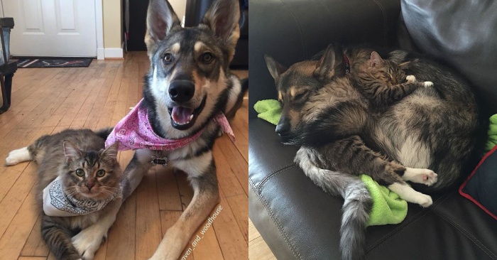  Surprisingly, this dog do unexpected thing: he choose a cat as his friend