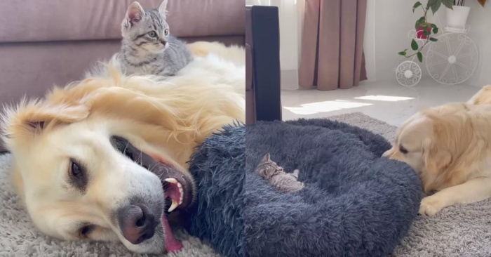  This Retriever doesn’t seem to like the fact that the kitten is in his bed