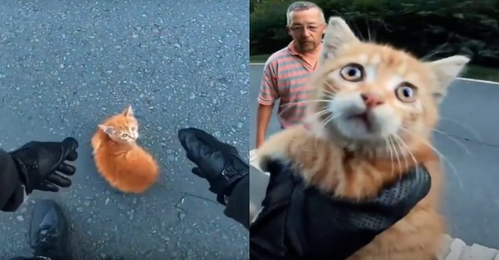  The motorcyclist took the little kitten out of the dangerous street