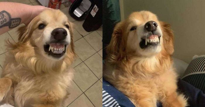  This dog stayed in the shelter because of his strange smile, people did not want to adopt him fearing of his smile