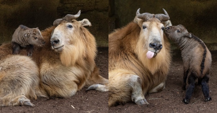 This special event should be unique for all of us: the golden takin was born at the Zoo