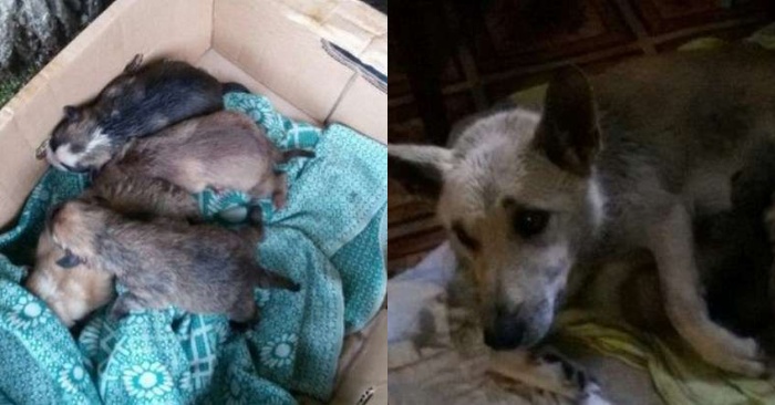  This caring dog used her maternal instinct to ask people for help her puppies