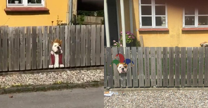  The owners of this bulldog make people happy: they painted on the fence from where their dog always looks out