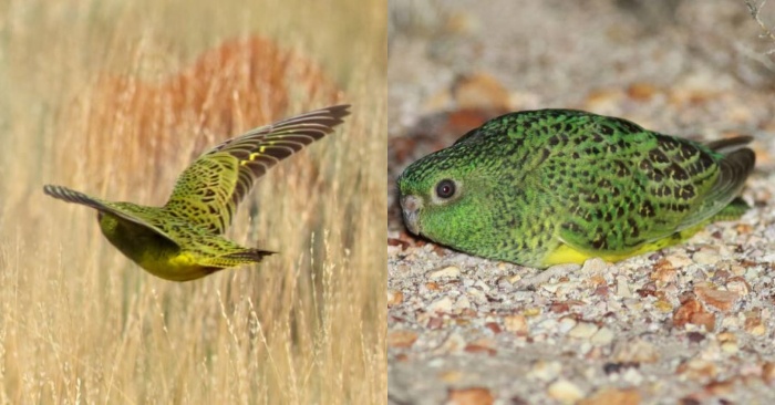  Decades later, the parrot with these beautiful colors was seen again in Western Australia