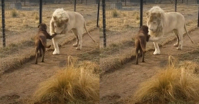  Beautiful scene: this lion kisses the paw of his faithful friend-dog, surprising everyone
