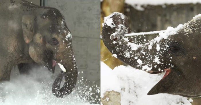  This story just captivates people’s hearts: the elephant feels very happy when he plays with the snow