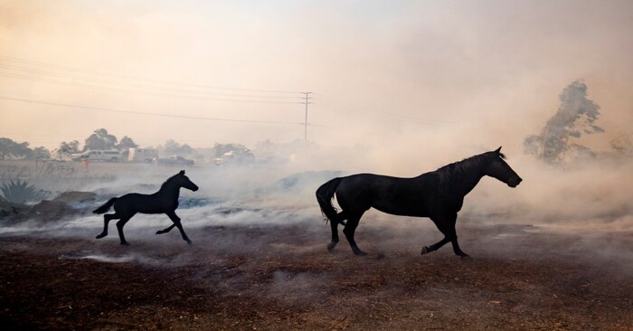  This clever brave horse manages to save the mare with her stallion from the smoke