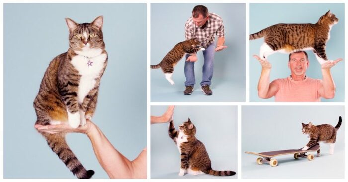  Here is the Guinness World Record cat: she was considered the smartest cat in the world due to her abilities