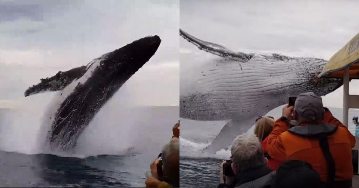  An amazing sight: tourists did not even think that they would meet giant whales and see their show