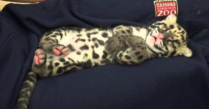  Really lovable and cute leopard: this baby’s sleeping posture attracts everyone