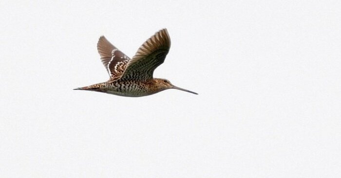  Wonderful scenery: this unique Great Snipe manages to fly almost to the top of Mount Everest