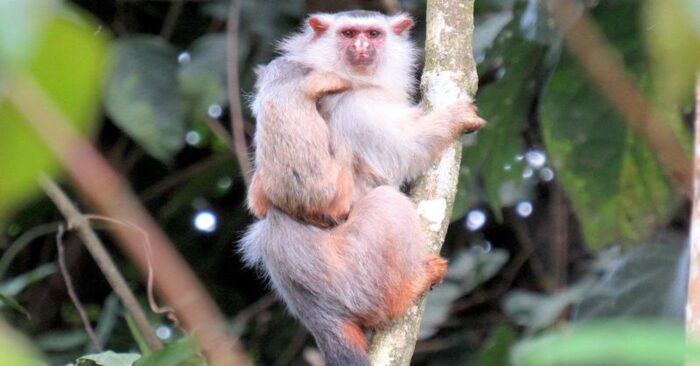  A new species of monkeys found in Brazil are unfortunately on the verge of extinction