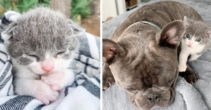  Here is a fascinating story: this orphaned kitten did not imagine that dogs would accept him with love and care
