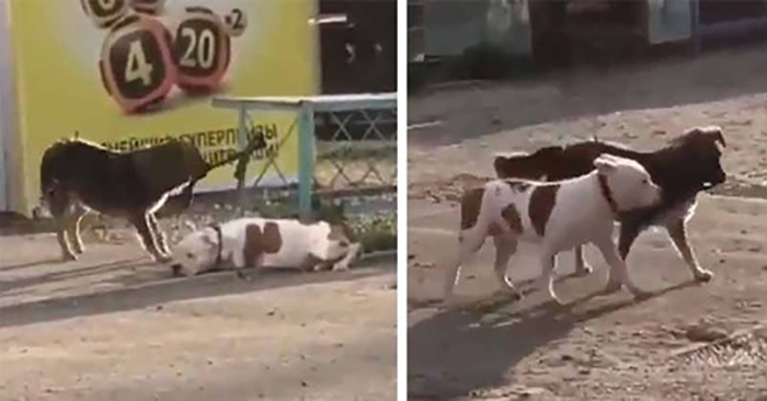  Seeing a lone dog on the street, he approached the tied pit bull and tried to release him