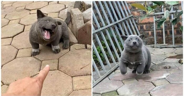  This unique dog attracts everyone with his appearance, questioning whether he is a dog or a cat