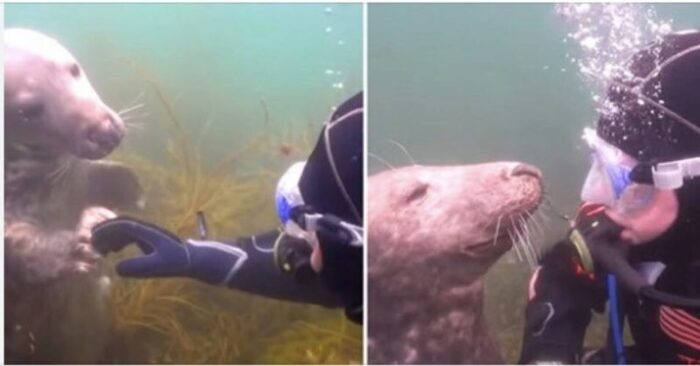  Interesting story: the diver does not understand the behavior of the seal while it does not shake his hand