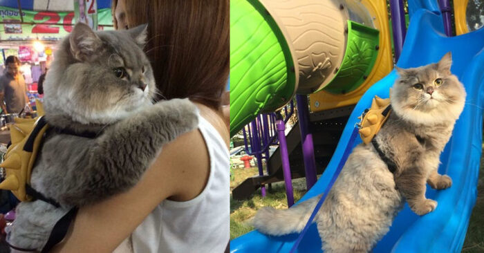  Every tourist wants to hug and take pictures with this cute and fluffy cat, which lives in Thailand