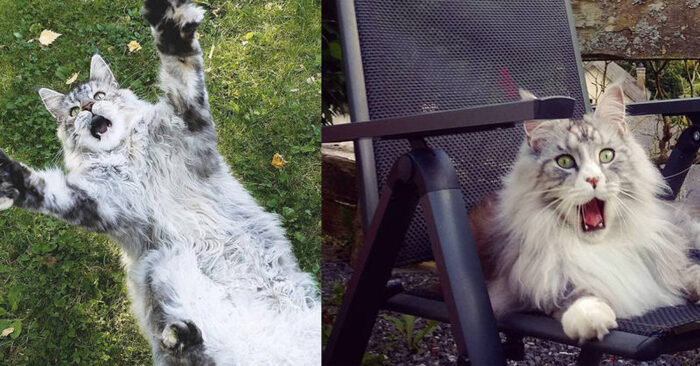  Only in this story it is seen how funny and amusing the Maine Coons can be