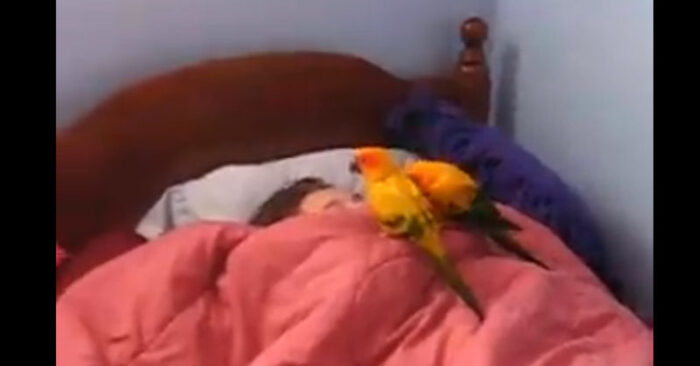  The parrots don’t want to leave the bed of their owner and are constantly trying to wake her up