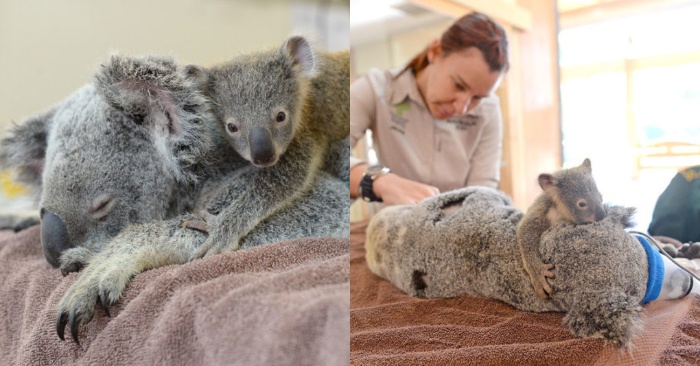  A very moving scene: a small koala hugged its mother throughout the operation