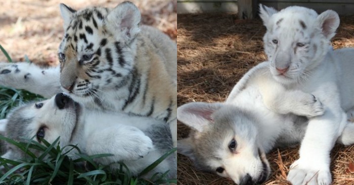  A cute story: a little wolf and a tiger make friends without realizing that their ancestors are enemies