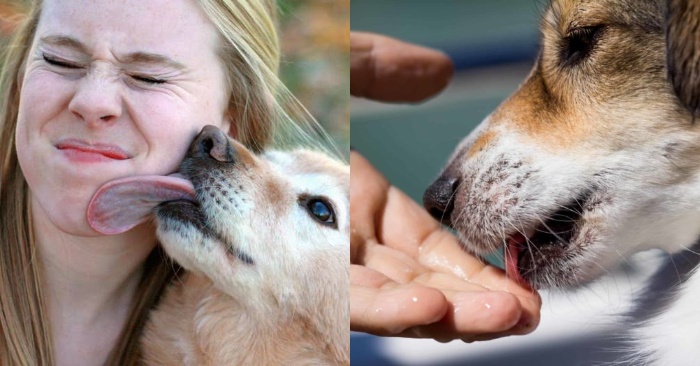  From this story one thing is clear: why dogs are constantly fond of licking their owners