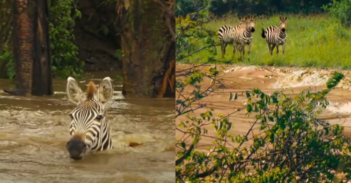  A very moving scene: this zebra tries to get out of the stormy river to join her foal