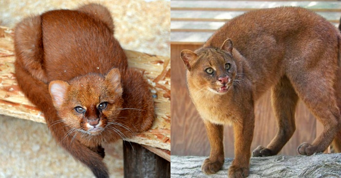  This is how can be a jaguarundi: this animal chirps, likes to eat fruits and plays with monkeys