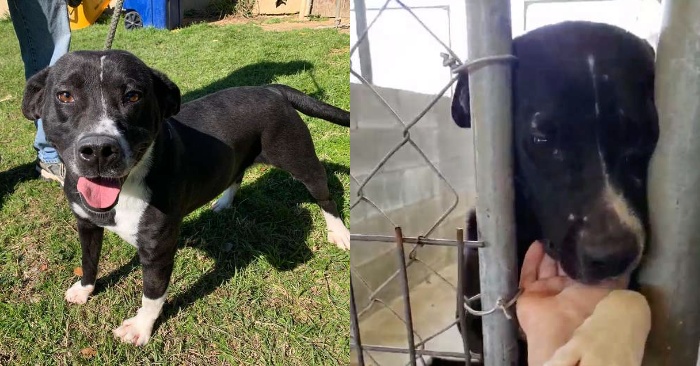  This wonderful dog pulled his paws out of the fence to attract the attention of passers-by
