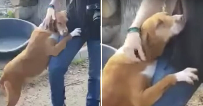 This rescued dog stood on two legs and hugged the reporter in the shelter, so that he could adopt her